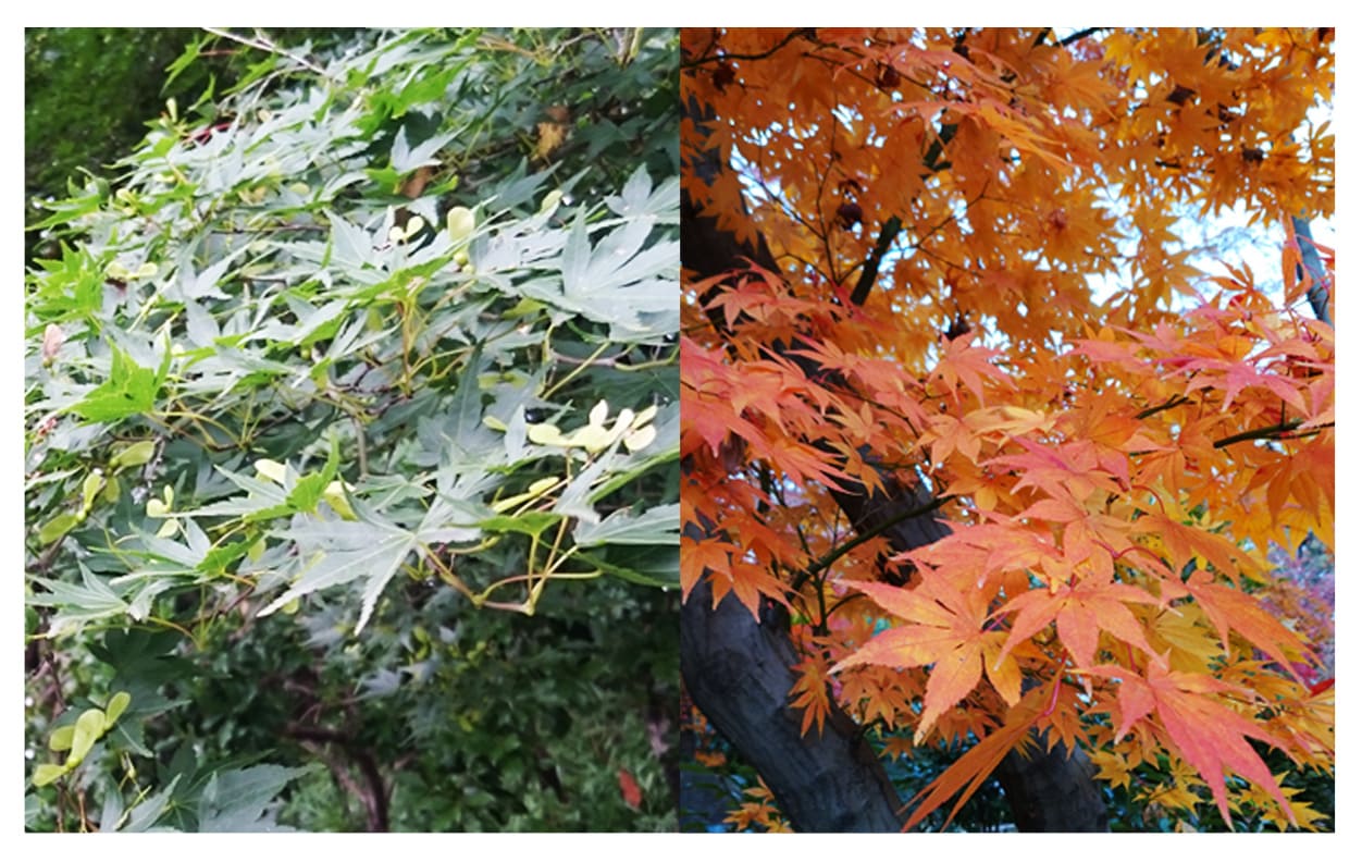 カエデ類 イメージ図