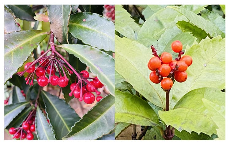 マンリョウ/センリョウ イメージ図