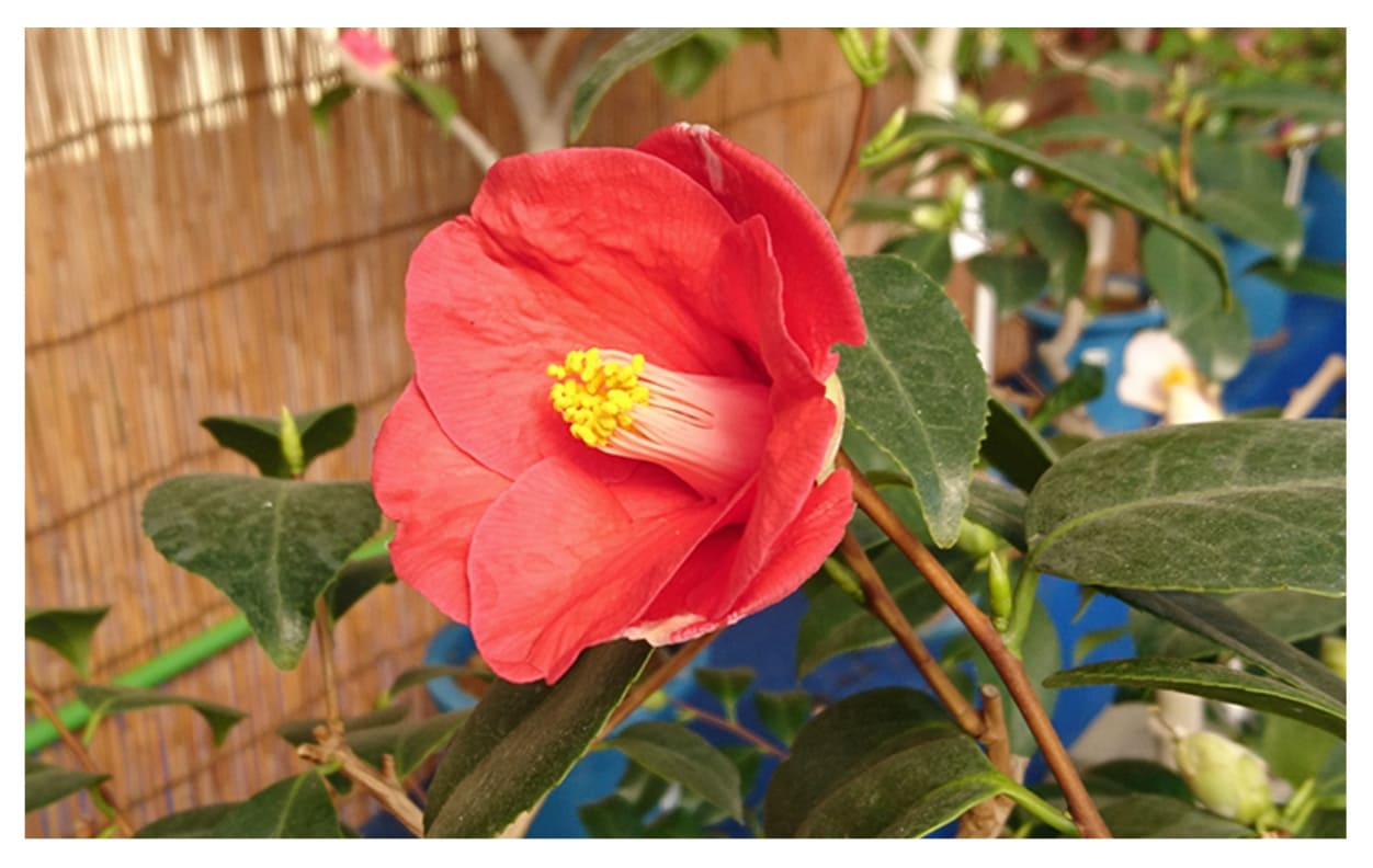 ツバキ イメージ図