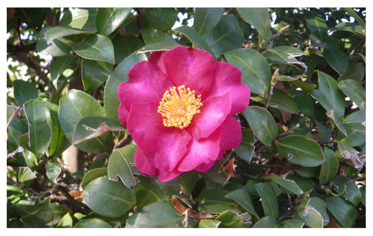 サザンカ イメージ図