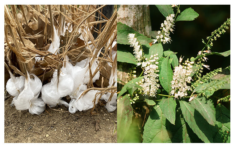 シモバシラ イメージ図