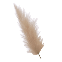 パンパスグラス