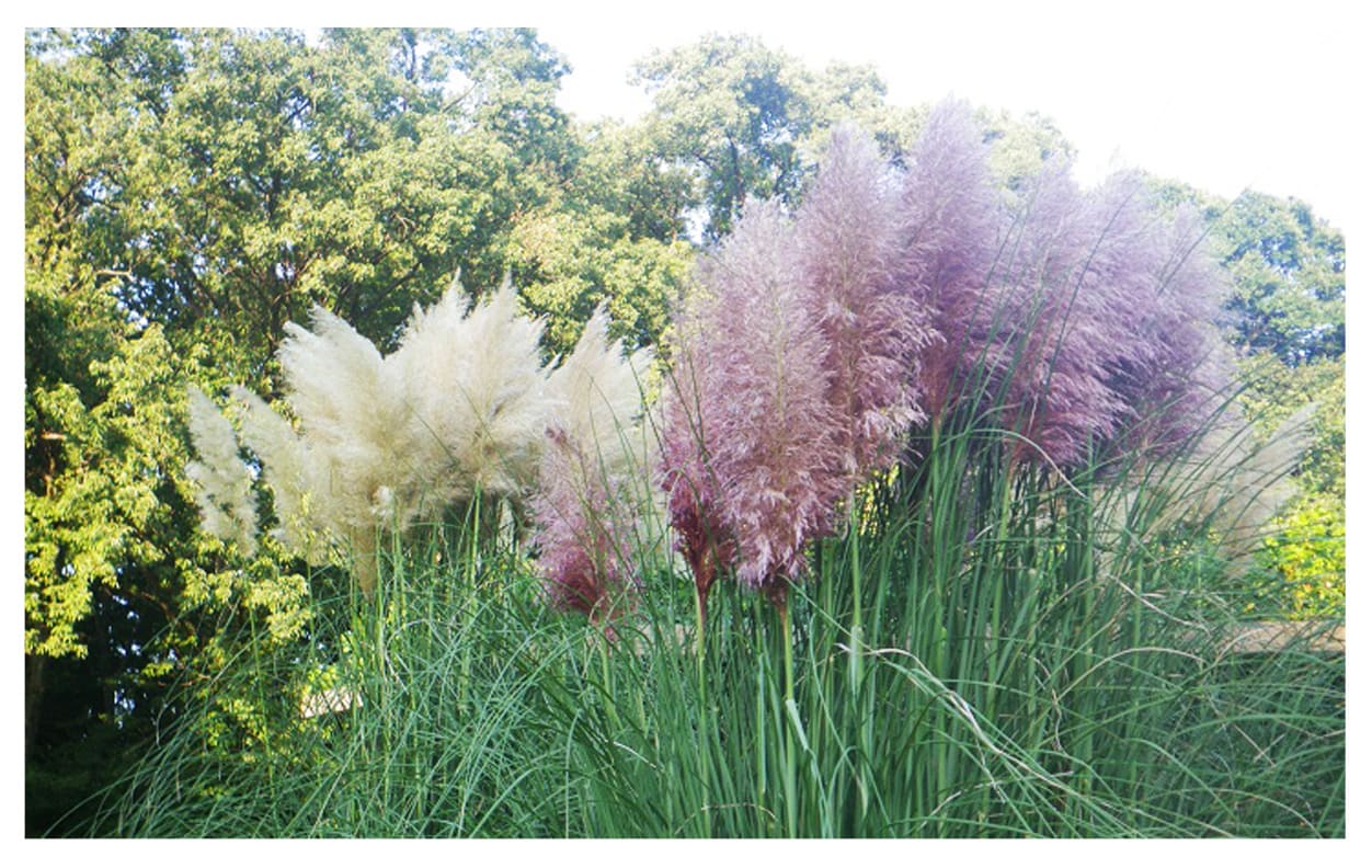 パンパスグラス イメージ図