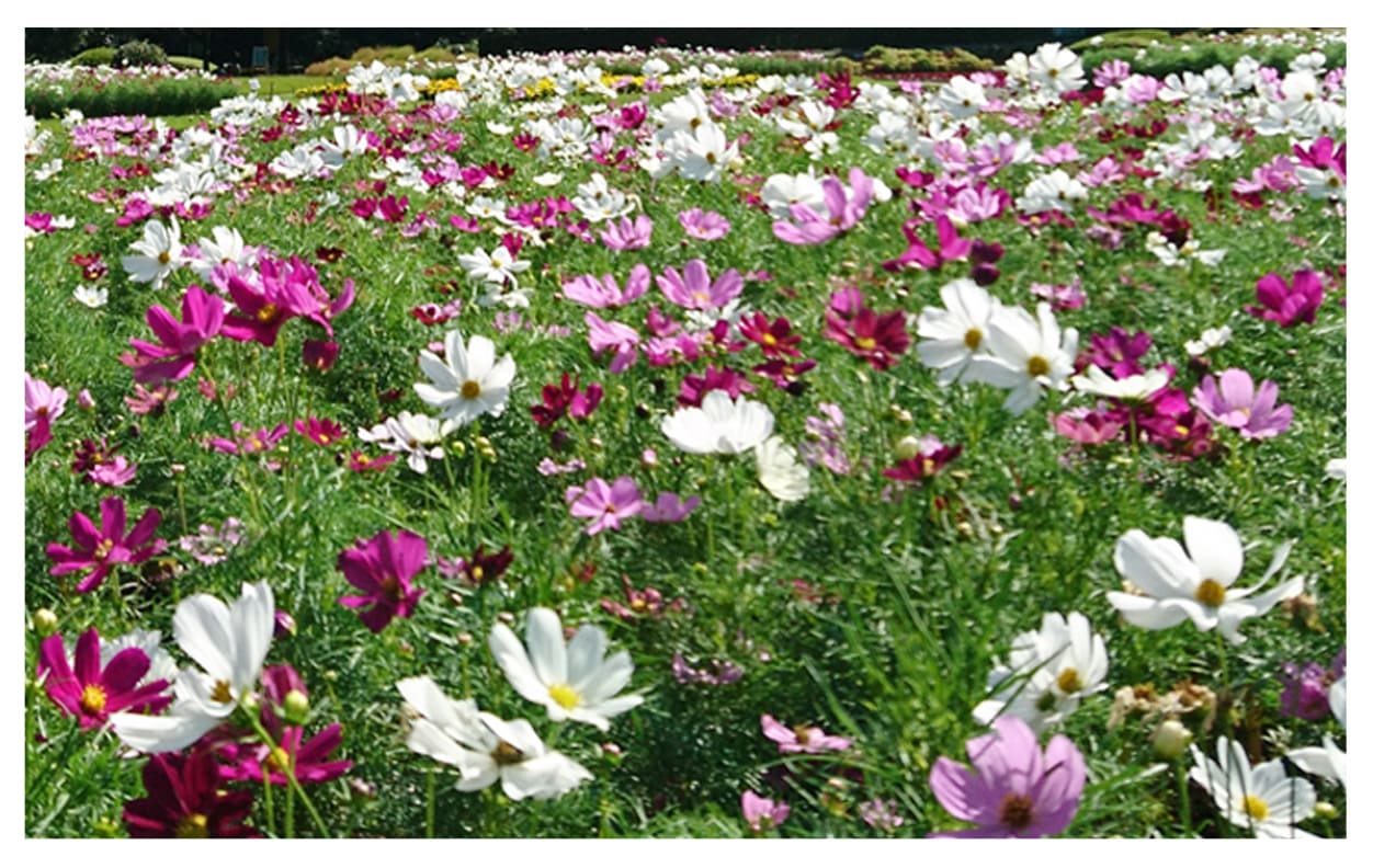 コスモス イメージ図