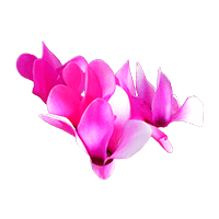 原種シクラメン