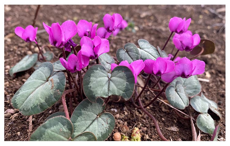 原種シクラメン イメージ図