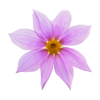 コウテイダリア