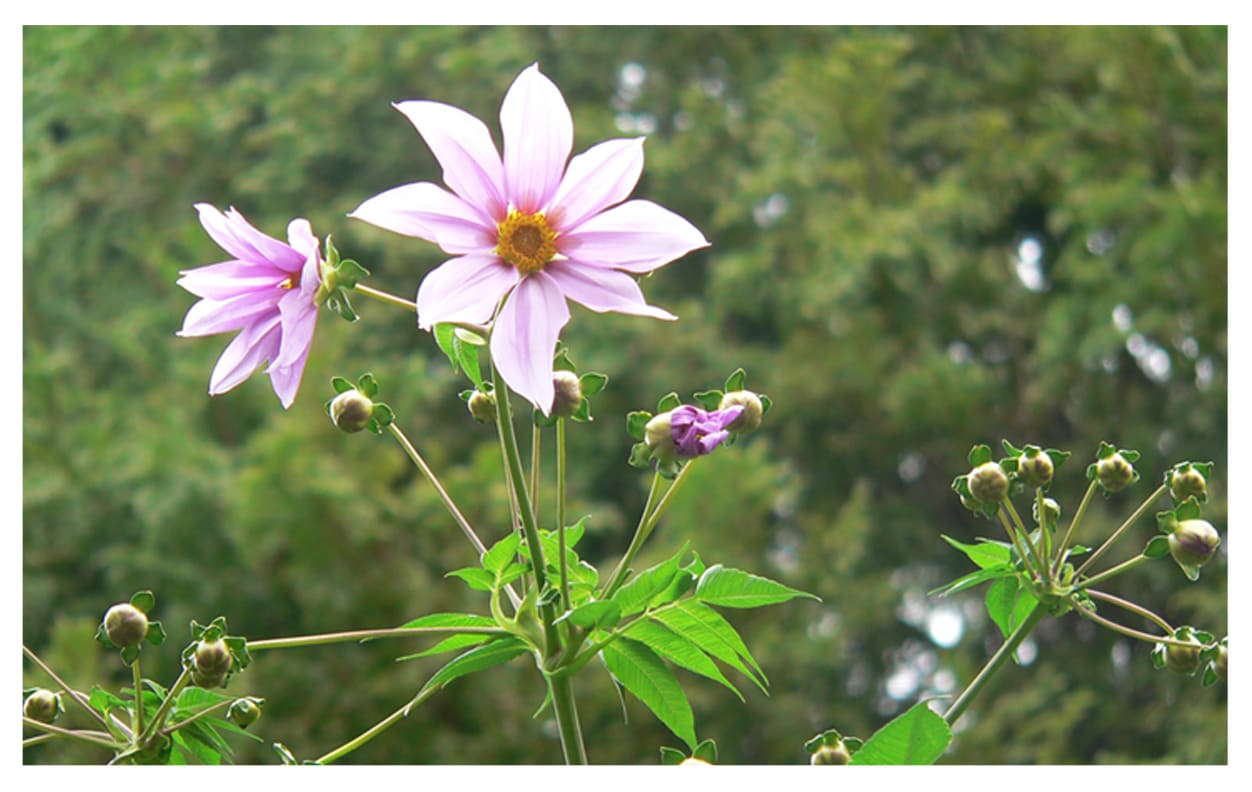 コウテイダリア イメージ図