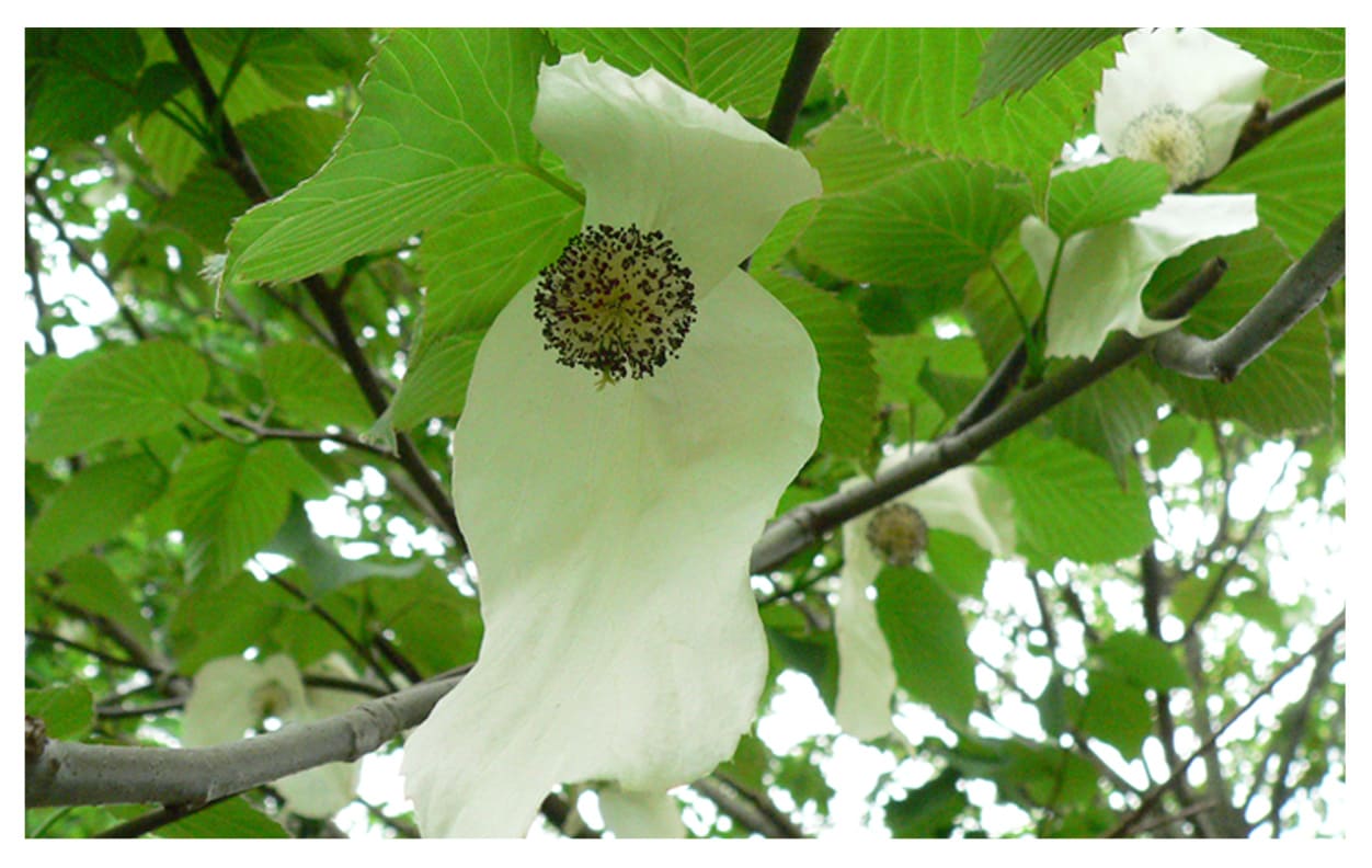 ハンカチノキ イメージ図