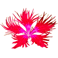 カワラナデシコ