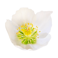 クリスマスローズ