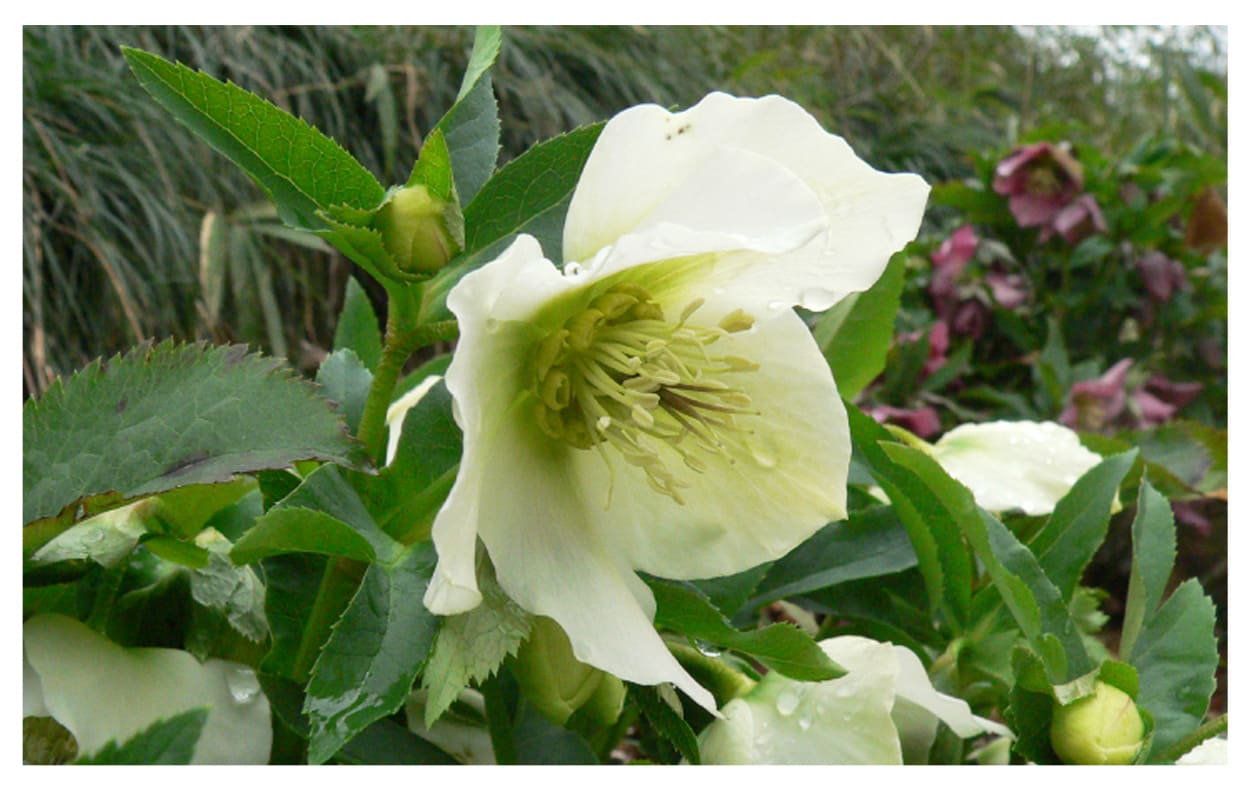 クリスマスローズ イメージ図