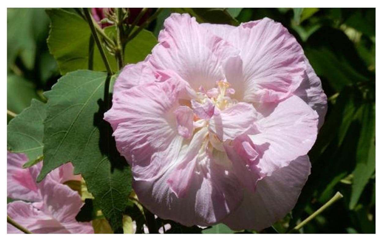 スイフヨウ イメージ図