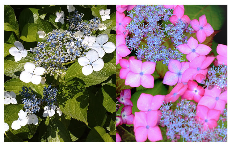 ガクアジサイ イメージ図