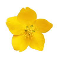 ヤマブキ