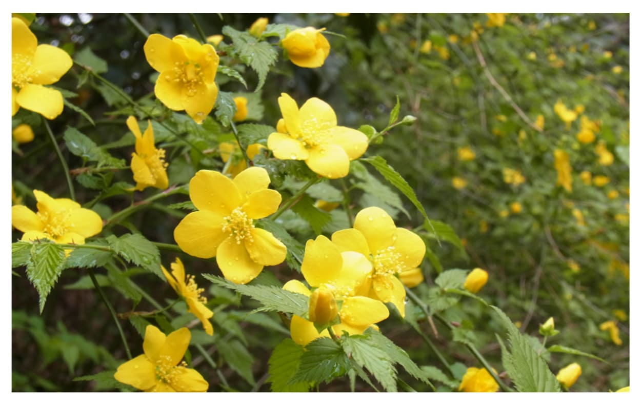 ヤマブキ イメージ図