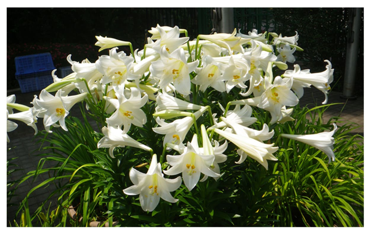 テッポウユリ イメージ図