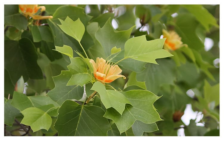 ユリノキ イメージ図