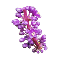 フイリヤブラン