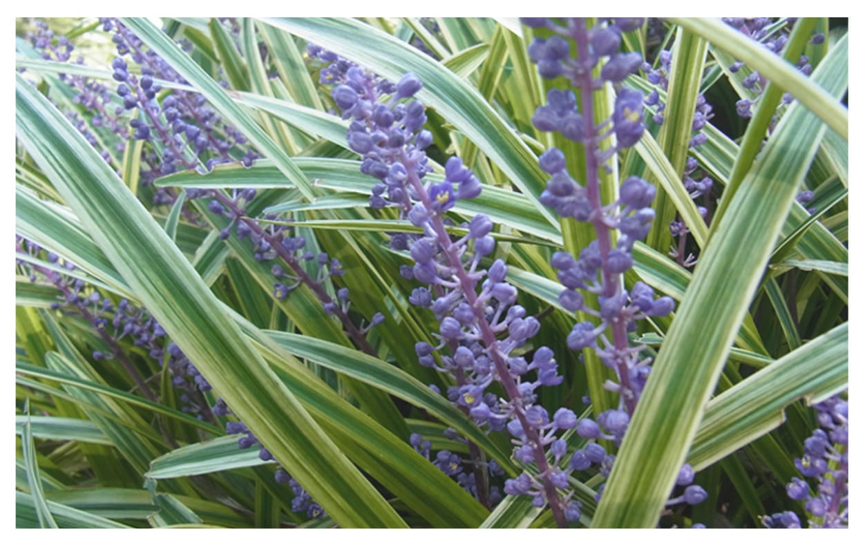 フイリヤブラン イメージ図