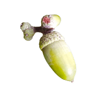 マテバシイ