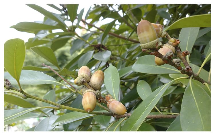 マテバシイ イメージ図