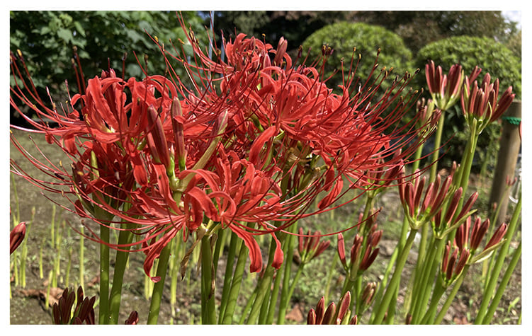 ヒガンバナ イメージ図