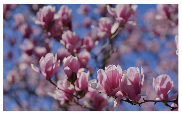 モクレン イメージ図