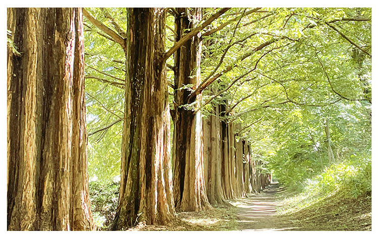 メタセコイア イメージ図