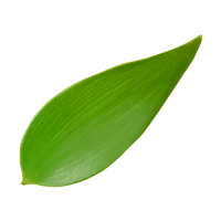 ナギ