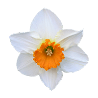 ニホンスイセン