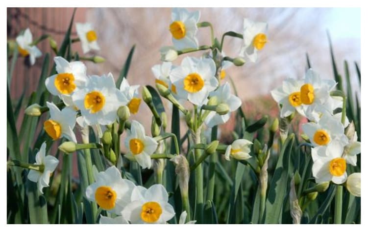 ニホンスイセン イメージ図