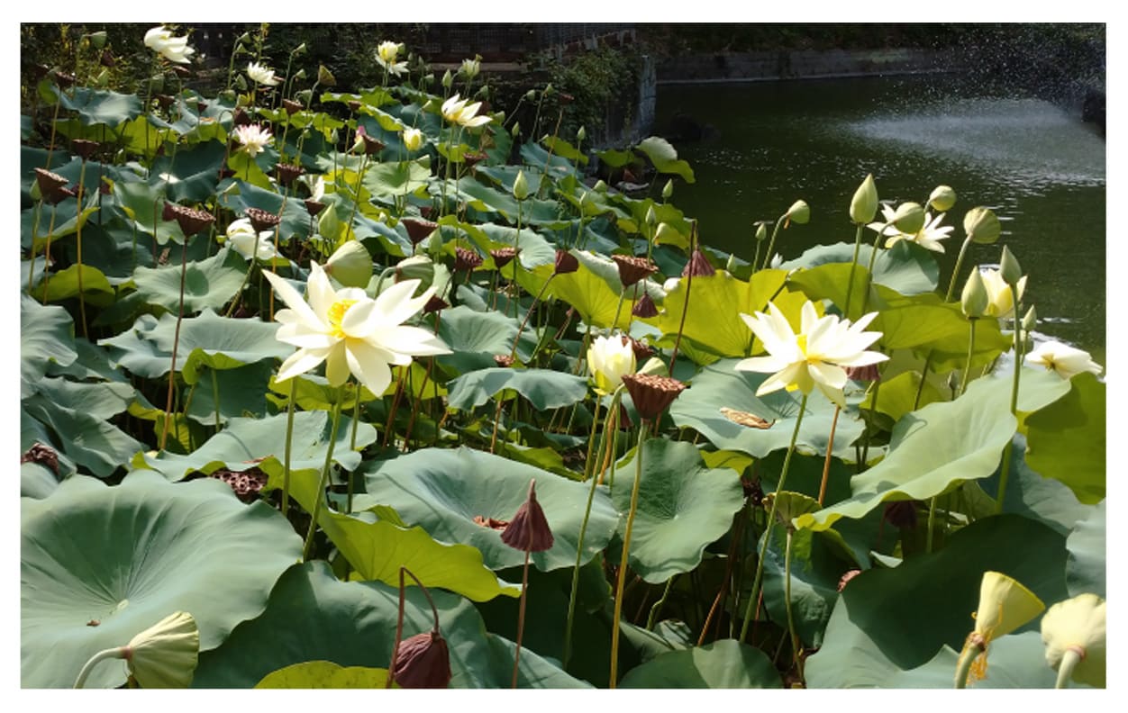 ハス イメージ図