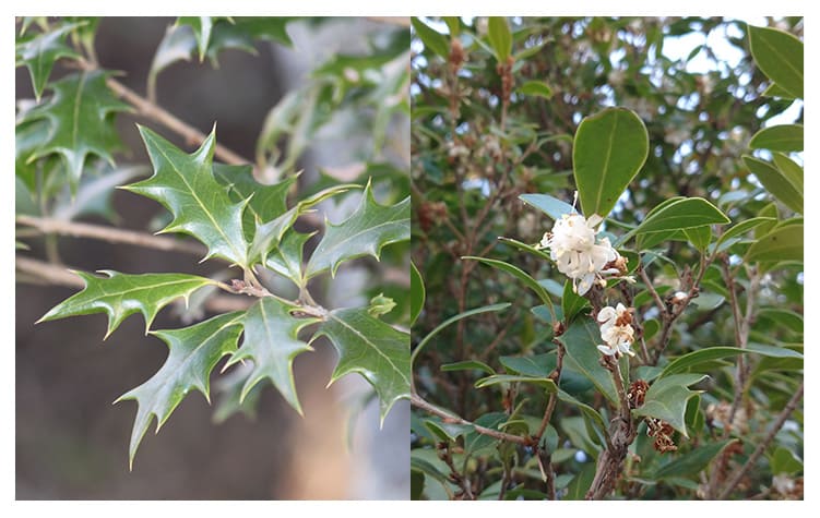 ヒイラギ イメージ図