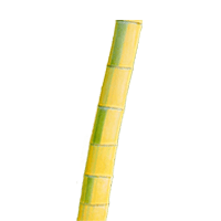 キンメイチク