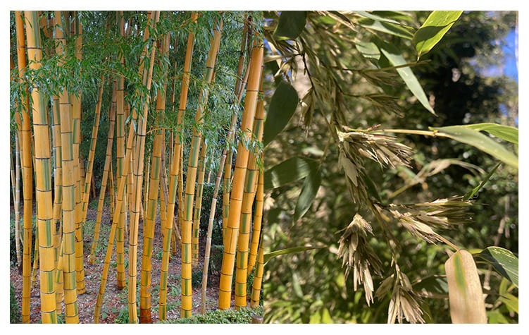 キンメイチク イメージ図