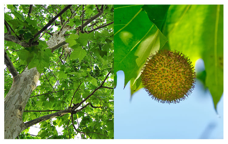 モミジバスズカケノキ イメージ図