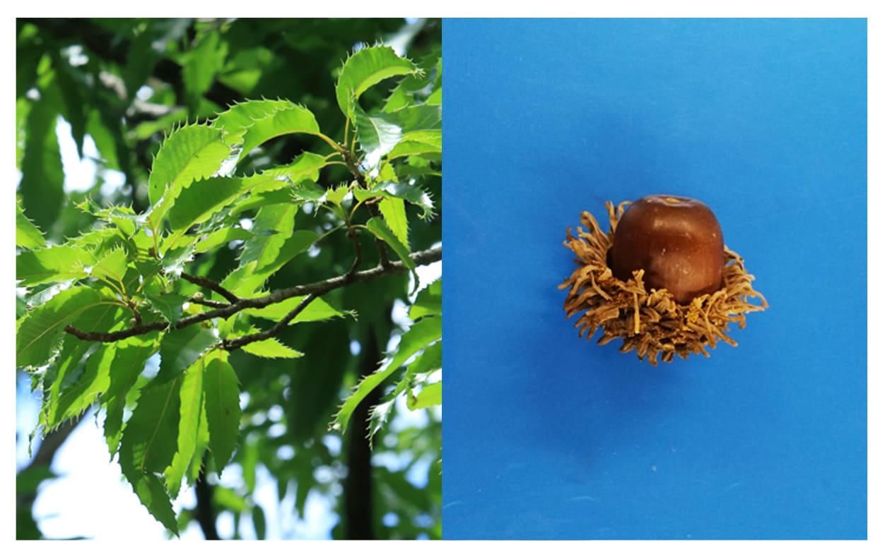 クヌギ イメージ図