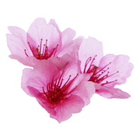 アンギョウカンザクラ