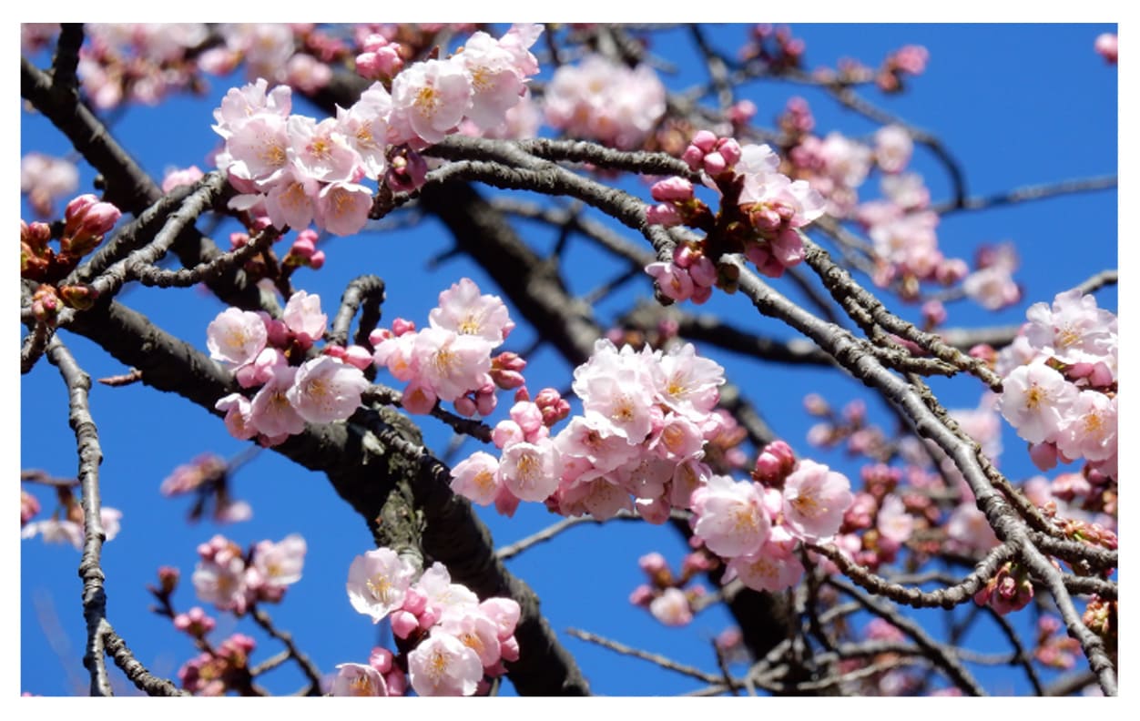アンギョウカンザクラ イメージ図