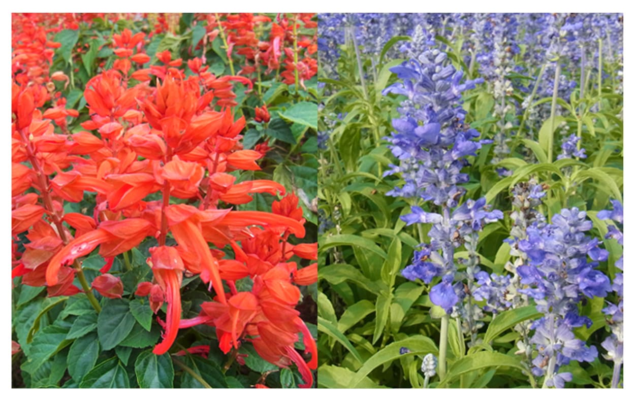 サルビア イメージ図