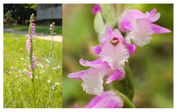 ネジバナ イメージ図