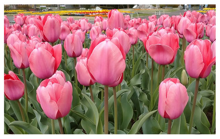 チューリップ イメージ図