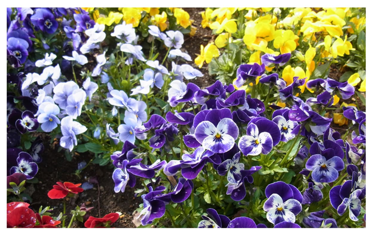 パンジー、ビオラ イメージ図